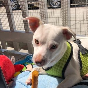 Meet your Posher, Leslie